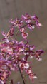 /album/l%27orchidee%3a-fleurs-des-songes-aux-contours-r%c3%aaveurs/expo-intrenationale-de-lorchidee-mars-2013-124-jpg1/